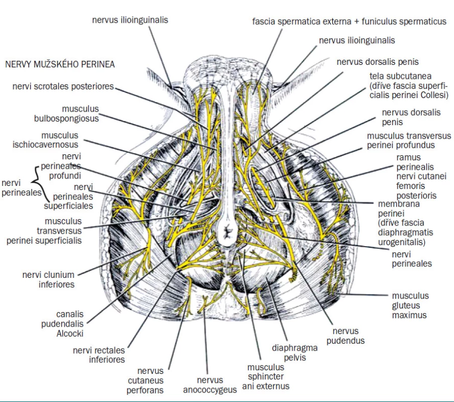 Průběh nervus pudendus v pánvi - transverzální pohled [47] .