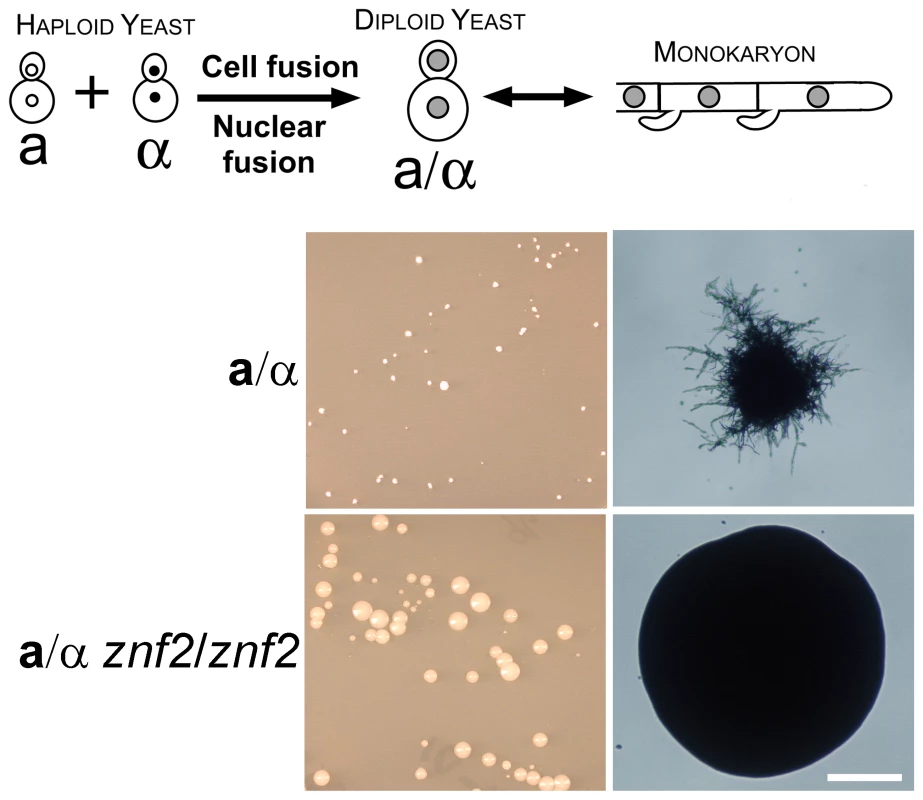 Znf2 is required for hyphal formation after cell-cell fusion during a-α mating.