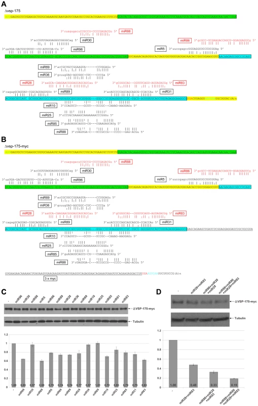 miRNA-mediated regulation of ΔVSP-175 expression.
