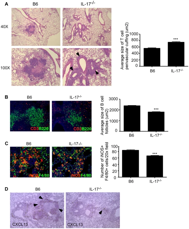 IL-17 mediates control of <i>Mtb</i> HN878 through CXCL13 induction, lymphoid follicle formation and macrophage activation.