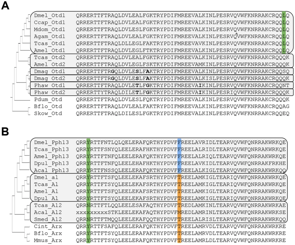 Protein sequence conservation in Otd and Pph13 homologs.