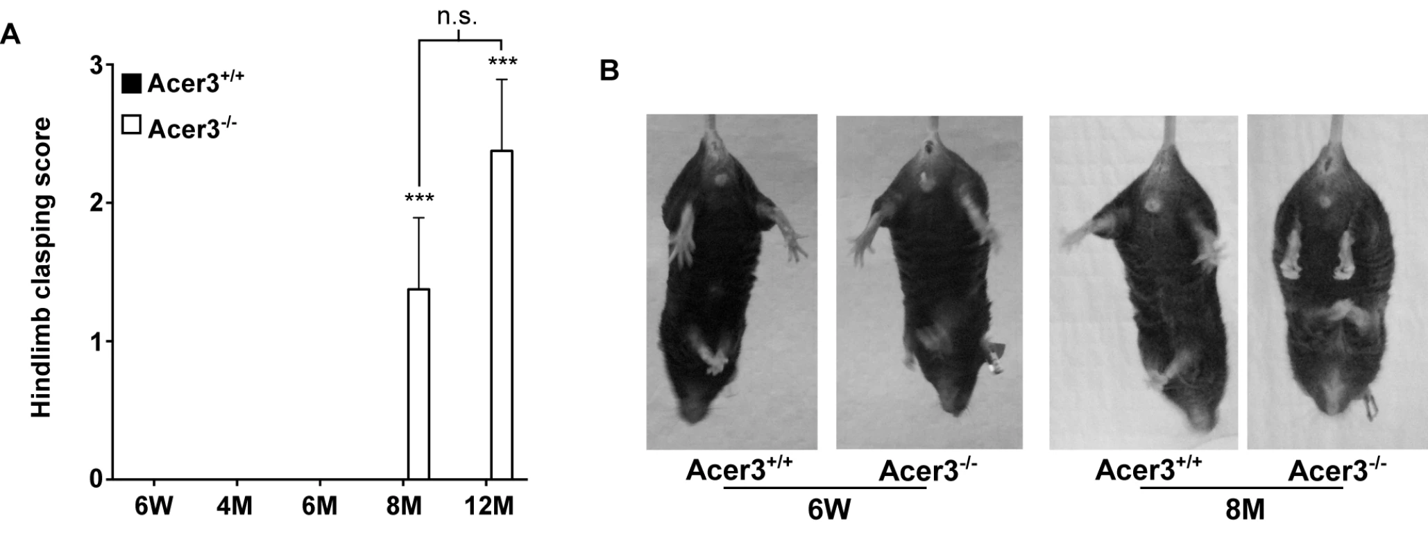 Acer3 knockout induces hindlimb clasping phenotype in mice.