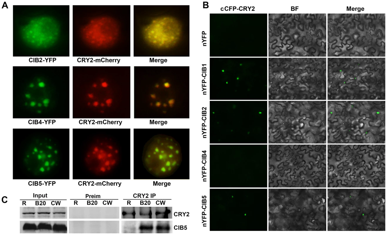 Blue light-dependent CRY2-CIB5 interaction in plant cells.