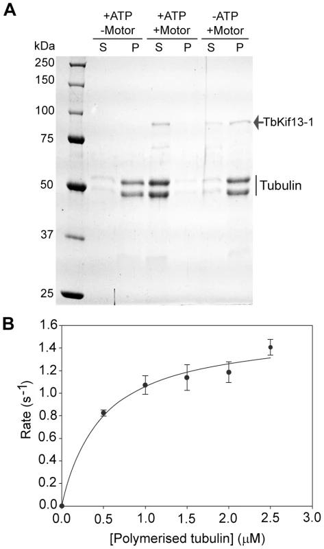 <i>In vitro</i> biochemical analysis of recombinant TbKif13-1.