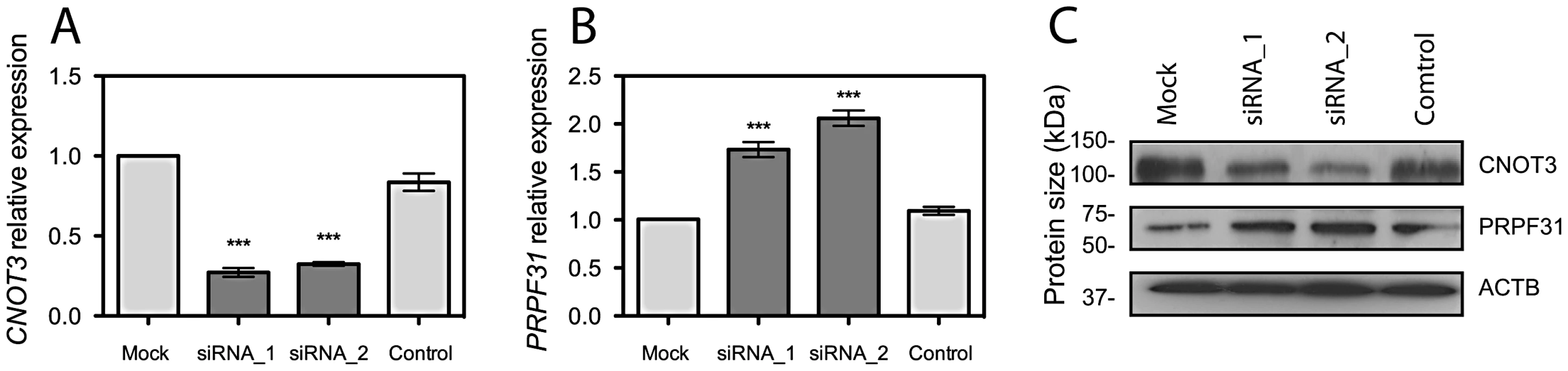 <i>CNOT3</i> silencing stimulates <i>PRPF31</i> expression in ARPE-19 cells.