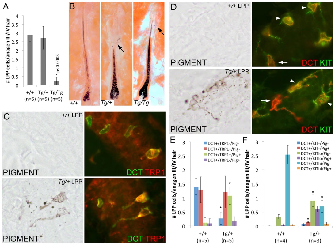Overexpression of <i>Sox10</i> results in premature differentiation of LPP melanocytes in anagen hairs.