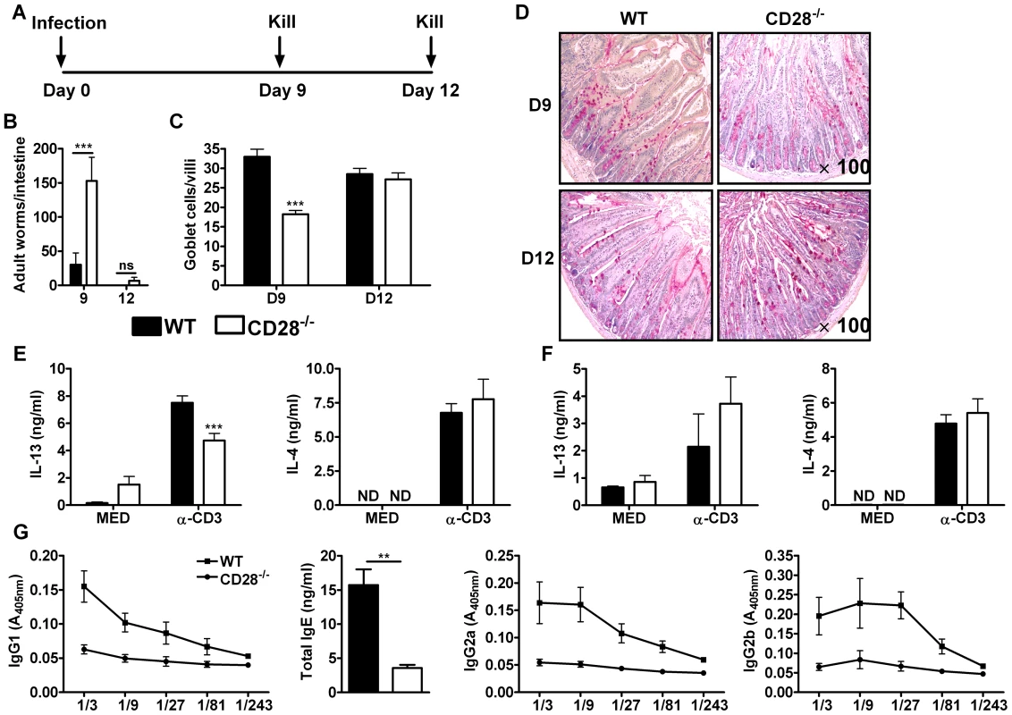 Delayed worm expulsion in CD28 deficient mice during primary <i>N. brasiliensis</i> infection.