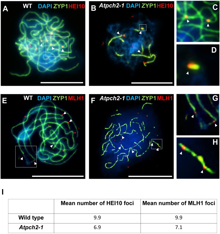 Dual localization of ZYP1 and recombination pathway proteins in wild type Arabidopsis and <i>Atpch2-1</i> meiotic nuclei at mid/late prophase.