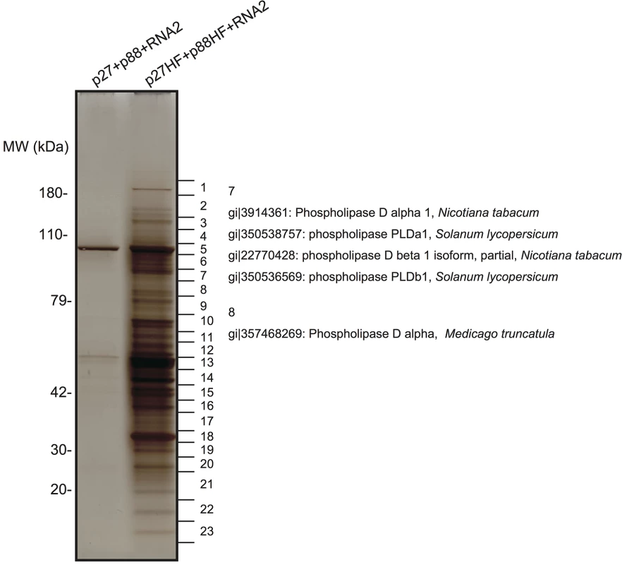 Identification of proteins copurified with RCNMV replication proteins.