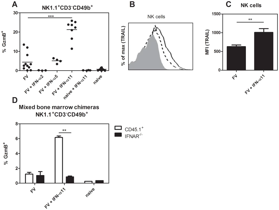 Analysis of NK cell effector molecules in IFN-α11-treated mice.