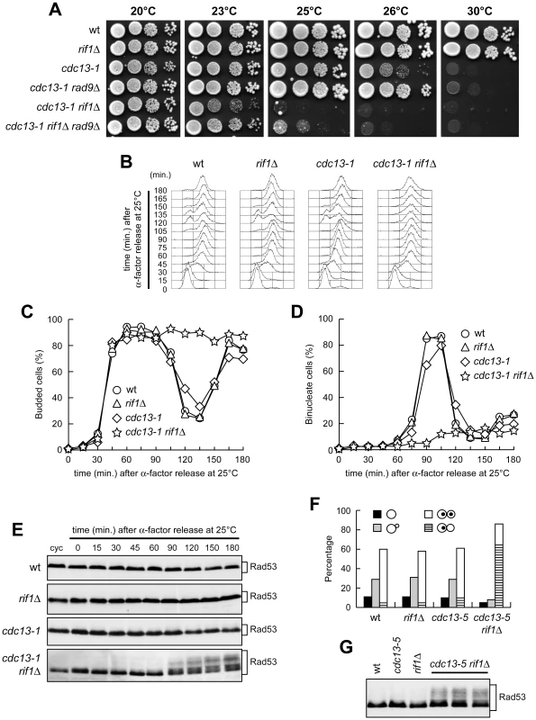 Metaphase arrest and checkpoint activation in <i>cdc13 rif1</i>Δ cells.