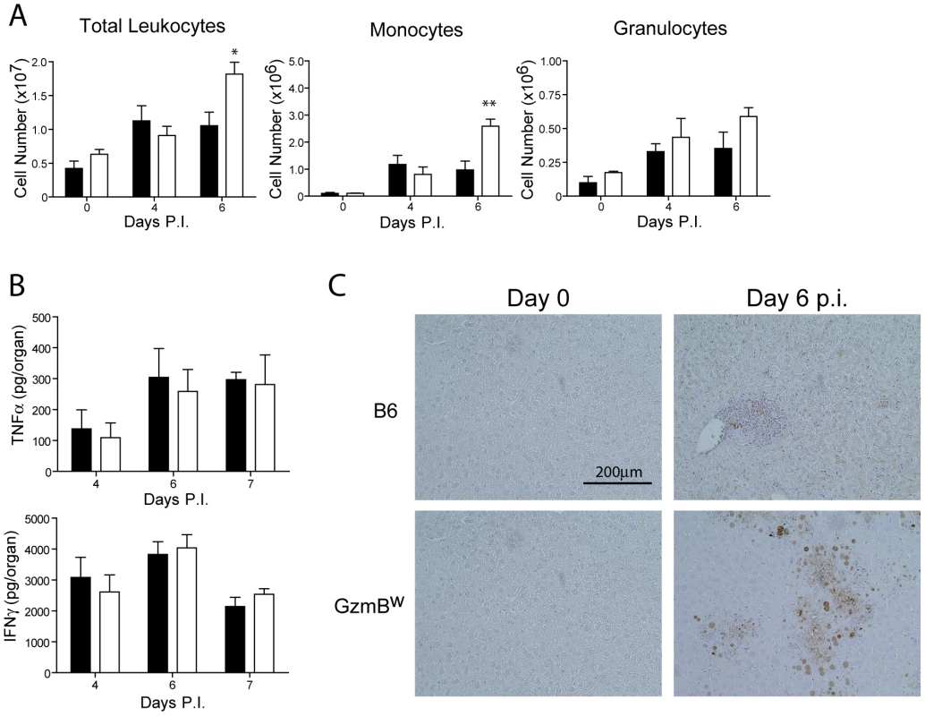 Liver damage in GzmB<sup>W/W</sup> mice is not the result of immune-mediated pathology.