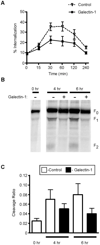 Galectin-1 inhibits NiV-F<sub>0</sub> endocytosis and maturation.