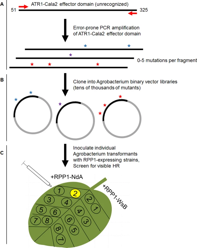 Overview of random mutagenesis screening process for gain-of-function ATR1-Cala2 mutations.