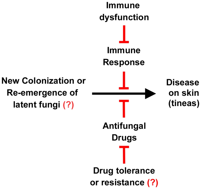 Relationship between fungus, disease, the immune system, and drugs.