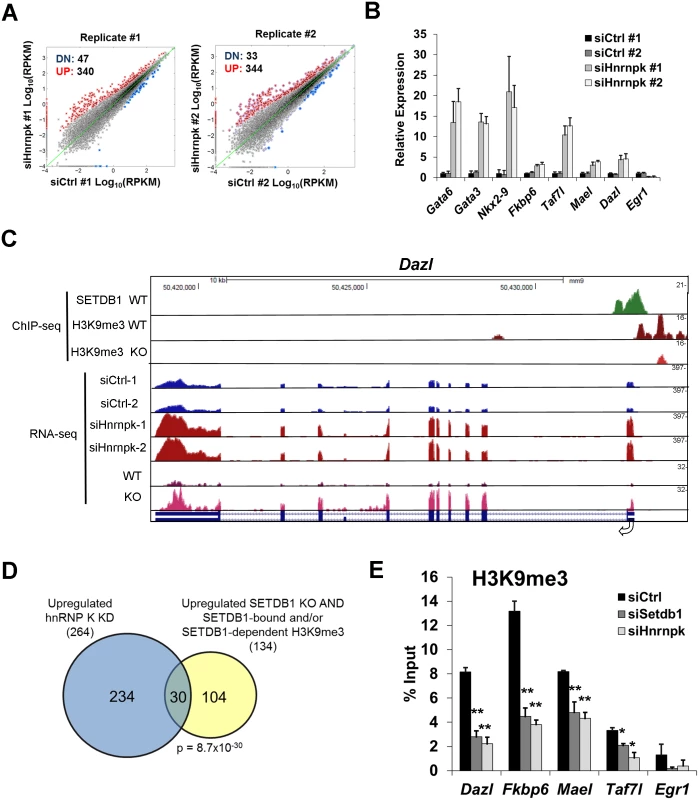 hnRNP K plays a role in repression of SETDB1 target genes.