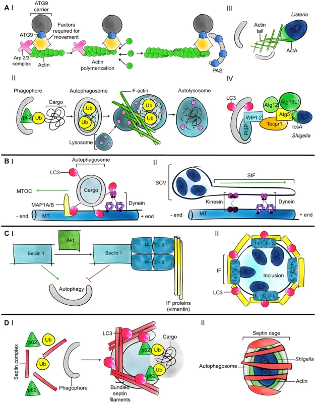 Current understanding of the roles of the cytoskeleton in autophagy.
