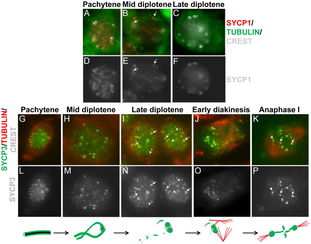 SYCP1 and SYCP3 are differentially retained on chromosomes as cells progress through meiosis I.