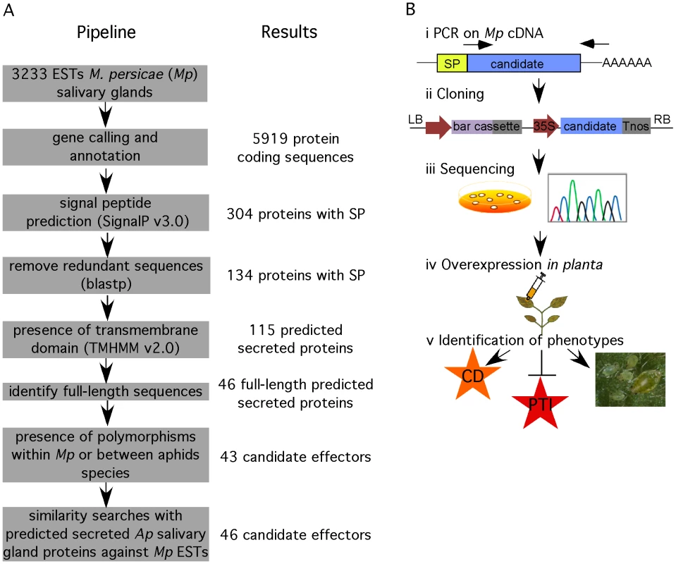 Overview of functional genomics pipeline to identify candidate effectors from <i>M. persicae</i>.