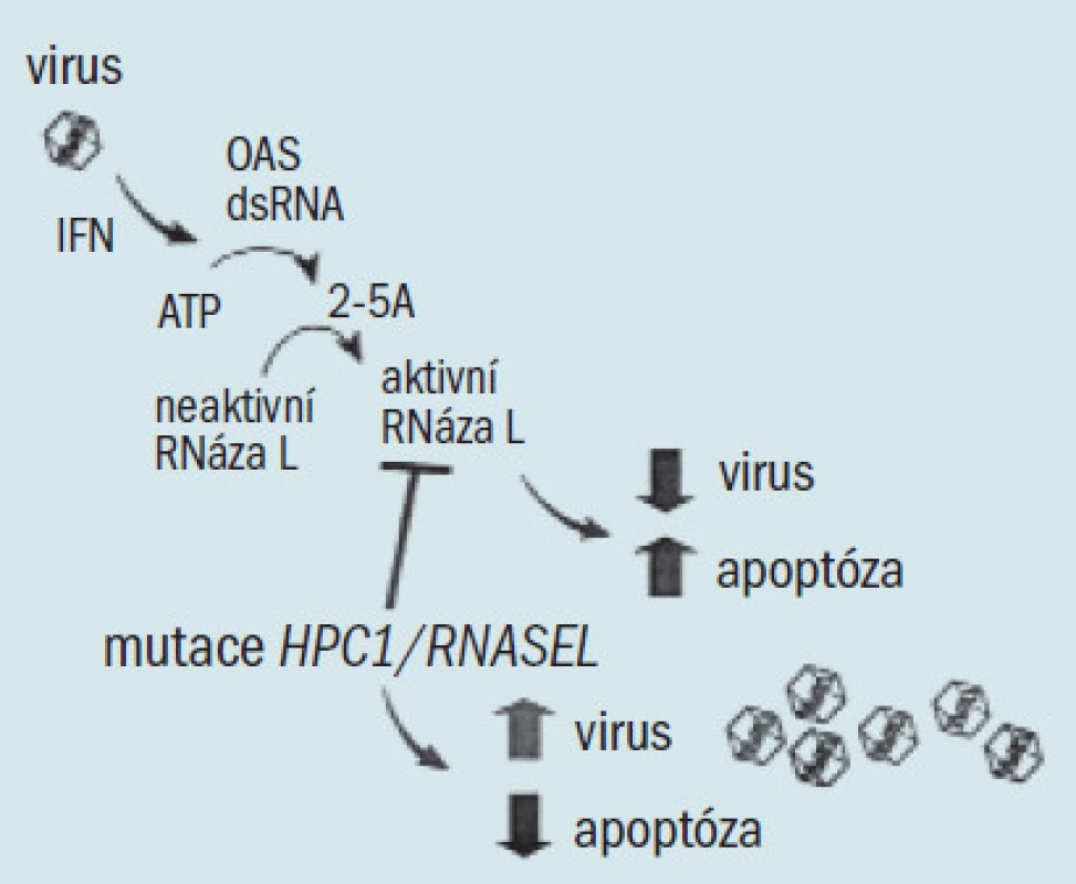 Antivirový a apoptický účinek RNázy L. Jako odpověď na interferon a virové infekce je pomocí double stranded RNA (dsRNA) aktivována skupina oligoadenylátové syntetázy (OAS), což vede k přeměně ATP na několik krátkých oligoadenylátů vázaných na (2-5A). 2-5A se váže s vysokou afinitou na RNázu L, která ji přeměňuje z neaktivního monomeru na silný dimer, jenž degraduje dsRNA a způsobuje apoptózu hostitelských buněk. Buňky karcinomu prostaty postrádající RNlázu L jsou rezistentní na apoptózu. Více podrobností v literatuře [25,31].