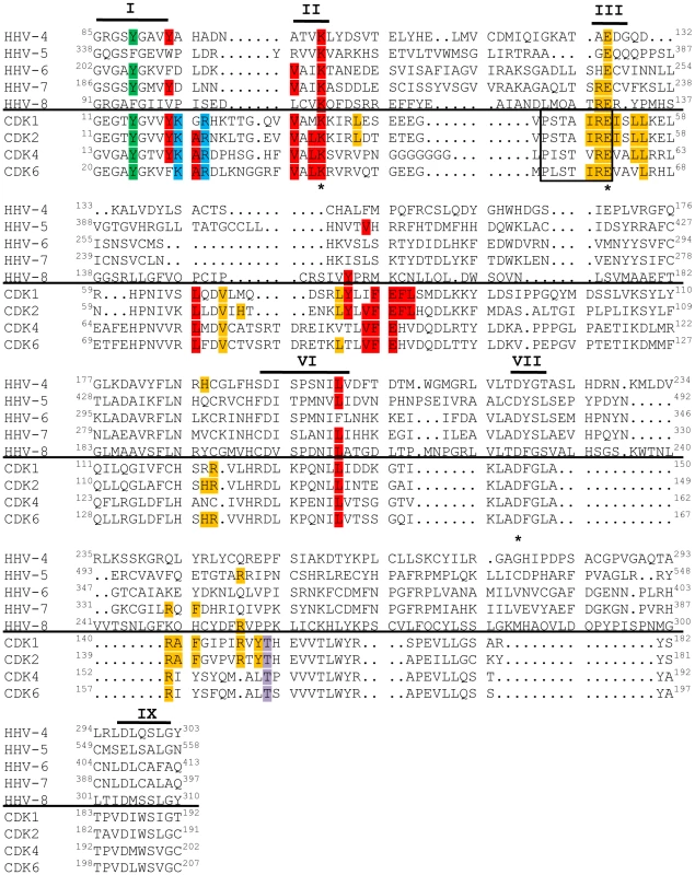 v-Cdks lack conserved cellular Cdk residues that allow for the regulation of kinase activity.
