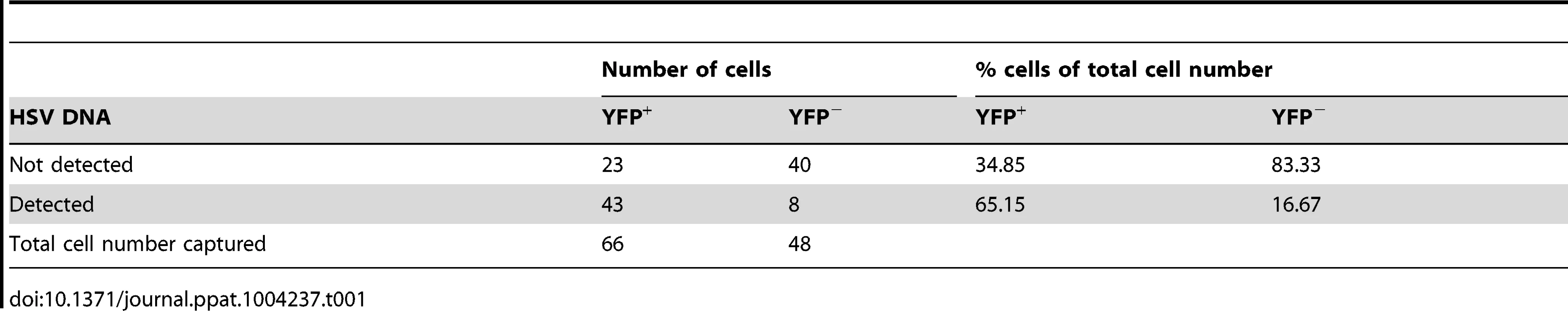 Number and percentage of YFP&lt;sup&gt;+&lt;/sup&gt; and YFP&lt;sup&gt;−&lt;/sup&gt; cells containing HSV DNA.
