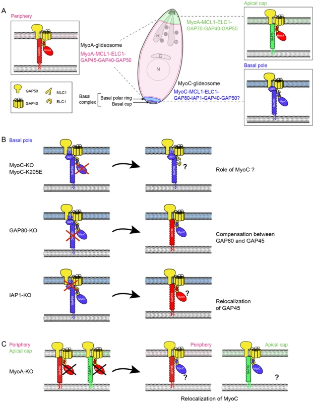 Model of redundancy and compensation mechanisms between the MyoA- and MyoC-glidesome of <i>Toxoplasma gondii</i>.