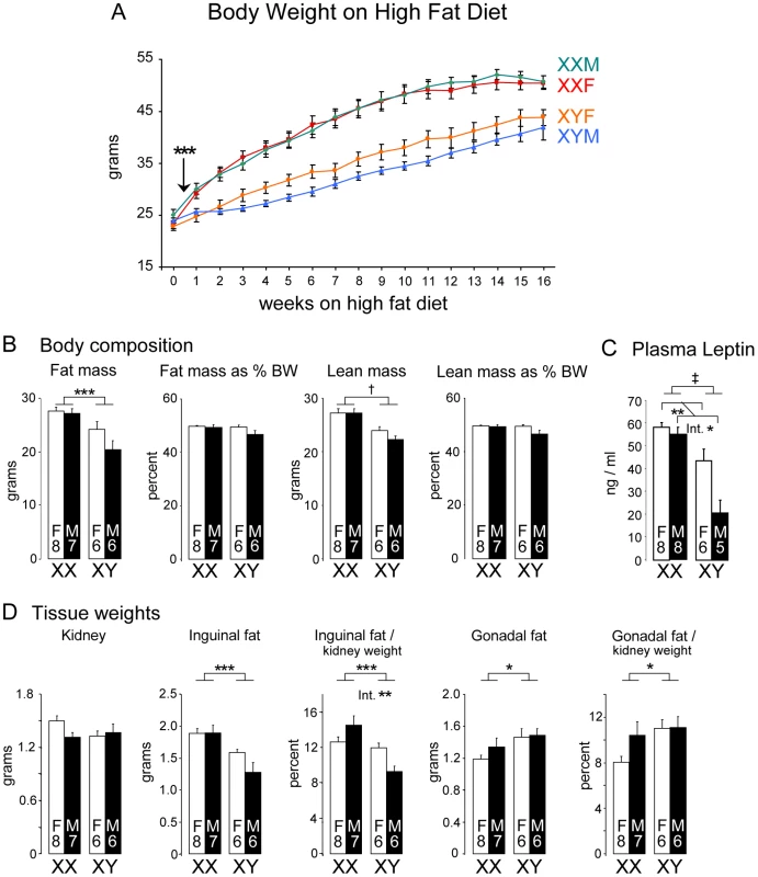 Enhanced weight gain and fat mass in XX compared to XY mice fed a high fat-high carbohydrate diet.