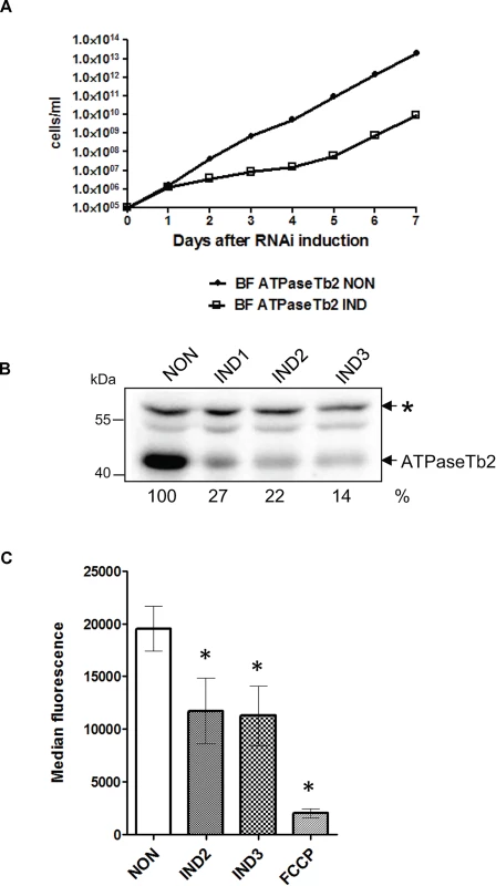 RNAi silencing of ATPaseTb2 inhibits the growth and mt membrane potential of BF <i>T</i>. <i>brucei</i>.