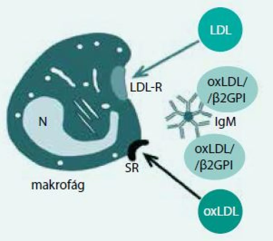 Imunokompex oxLDL/β2GPI s IgM není internalizován. Upraveno podle [14]