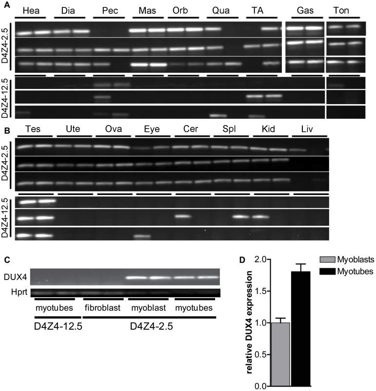 Analysis of transcriptional activity of DUX4 in a panel of tissues of D4Z4-2.5 and D4Z4-12.5 mice.