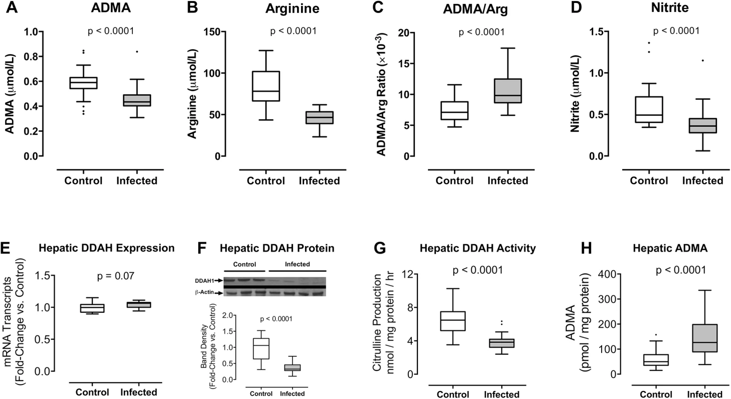 (A-D) <i>Plasmodium berghei</i> ANKA infection increases the plasma ratio of ADMA to arginine in mice.