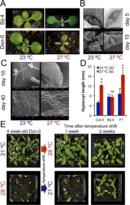 <i>ICA1 g</i>rowth phenotypes in natural accessions of Arabidopsis depend on temperature.