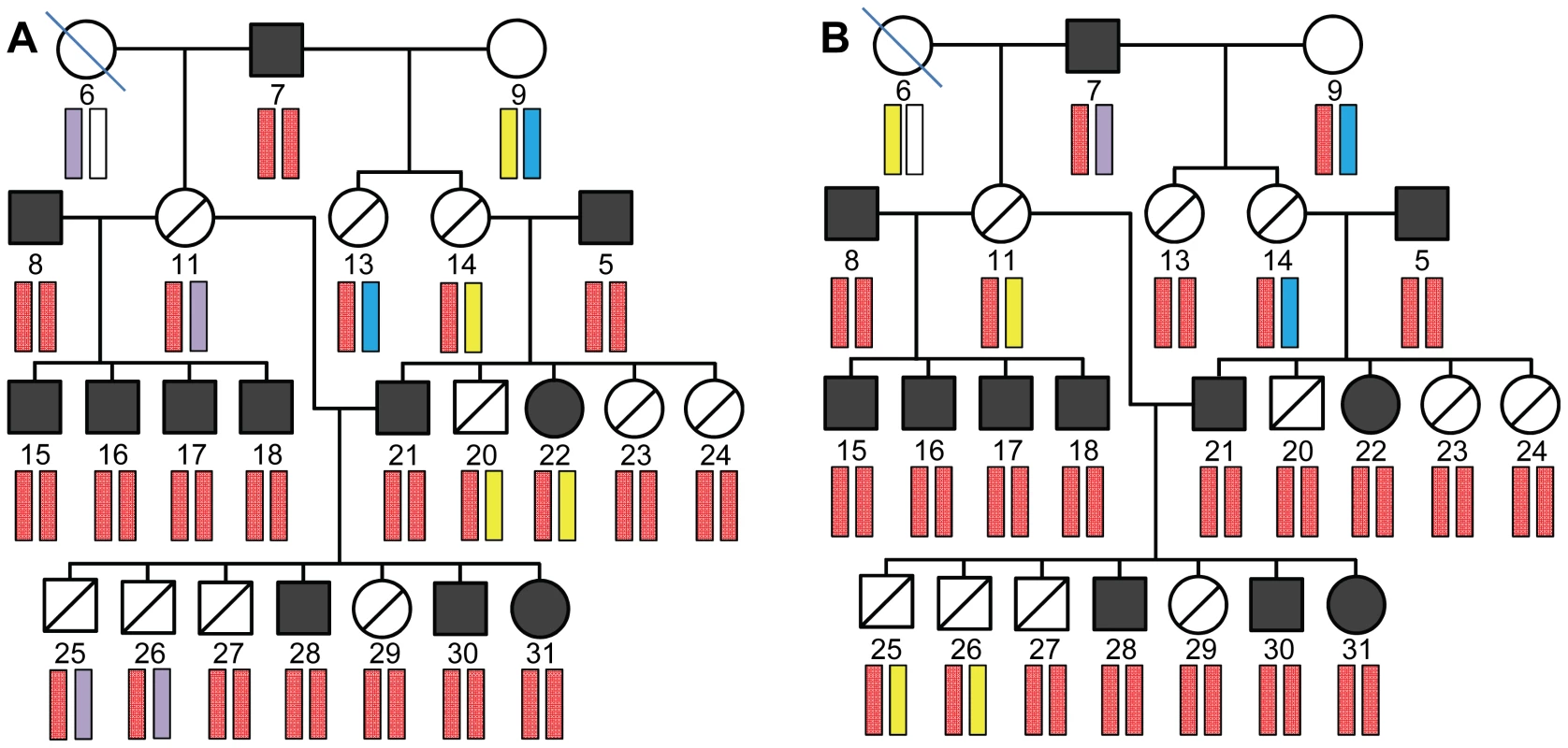 Haplotype analysis of chromosome 15 regions R1 and R2.