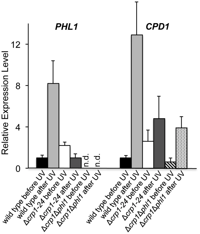 Regulation of genes involved in photoreactivation by <i>CRP1</i>.
