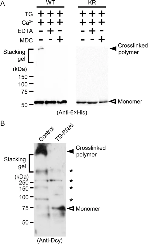 TG-dependent polymerization of drosocrystallin <i>in vitro</i> and <i>in vivo</i>.
