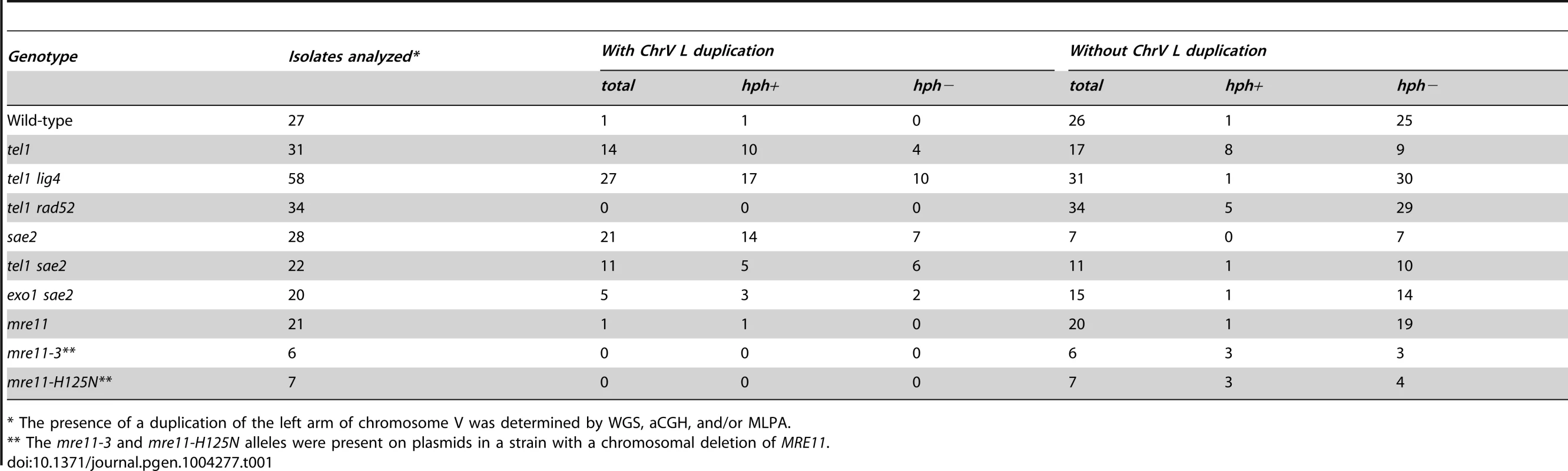 Count of GCR events with and without duplication of the left arm of chromosome V from the uGCR assay.