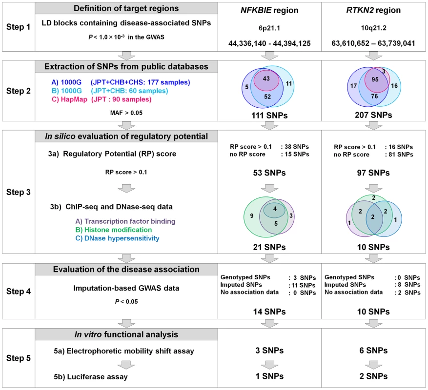 Overview of SNP selection using integrated <i>in silico</i> and <i>in vitro</i> approaches.