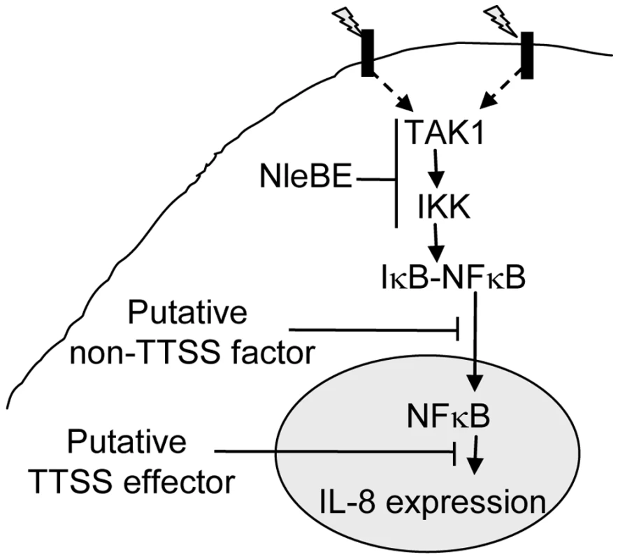 Schematic of inhibition of NF-κB signaling by EPEC.