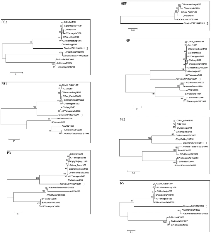 Phylogenetic trees of the coding regions of the seven segments of C/OK virus.