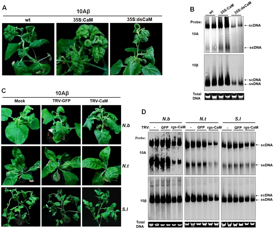 Nbrgs-CaM positively regulated the symptom and accumulation of 10Aβ.