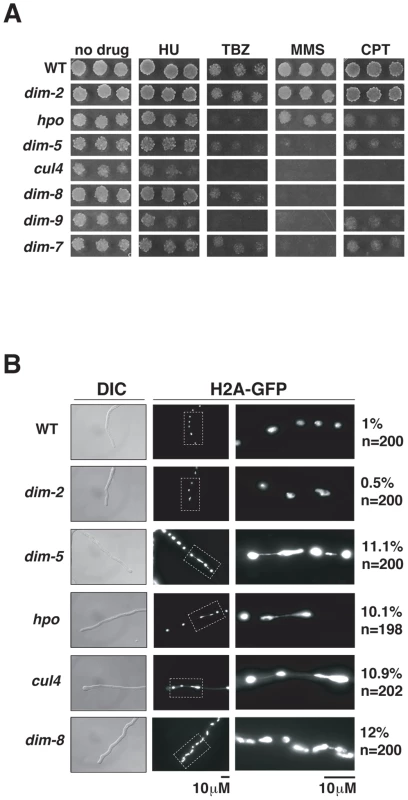 Heterochromatin is required for normal chromosome segregation.
