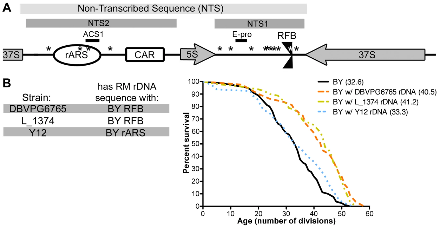Polymorphism in the rDNA origin of replication mediates replicative lifespan.