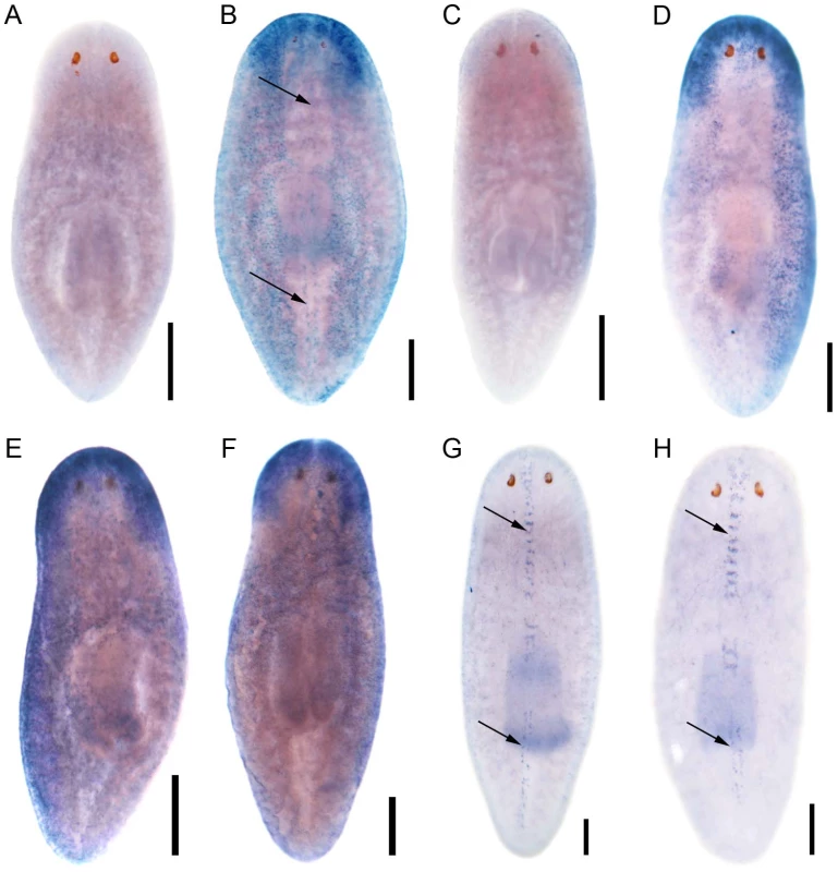 <i>S. mediterranea foxJ1</i> genes are expressed in ciliated tissues.