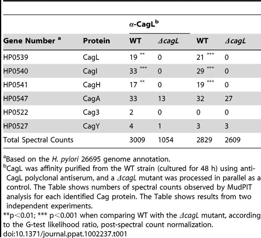 Cag proteins that co-purify with CagL.