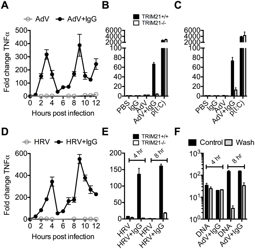 TRIM21 promotes two waves of innate immune signaling in response to antibody-opsonized virus.