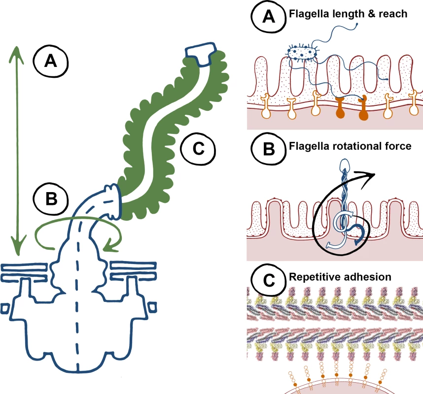 The biophysical properties of flagella, to “twist and stick,” lend themselves towards nonspecific adhesion.
