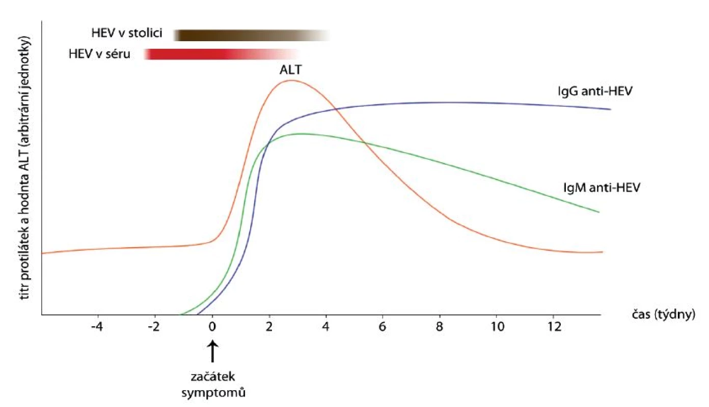 Dynamika hodnoty alaninaminotransferázy (ALT) v séru, titru protilátek (IgM anti-HEV, IgG anti-HEV) v séru a virové nálože v séru a stolici během infekce HEV. Upraveno podle [10, 30, 31, 32].
Fig. 2. Dynamics of serum alanine aminotransferase (ALT), serum anti-HEV IgM and IgG antibody titers and serum and fecal viral loads during HEV infection. Adapted from [10, 30, 31, 32].