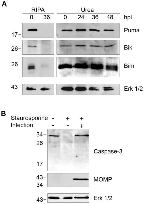Degradation of BH3-only proteins in <i>Chlamydia</i>-infected cells is prevented by inhibiting CPAF during cell processing.