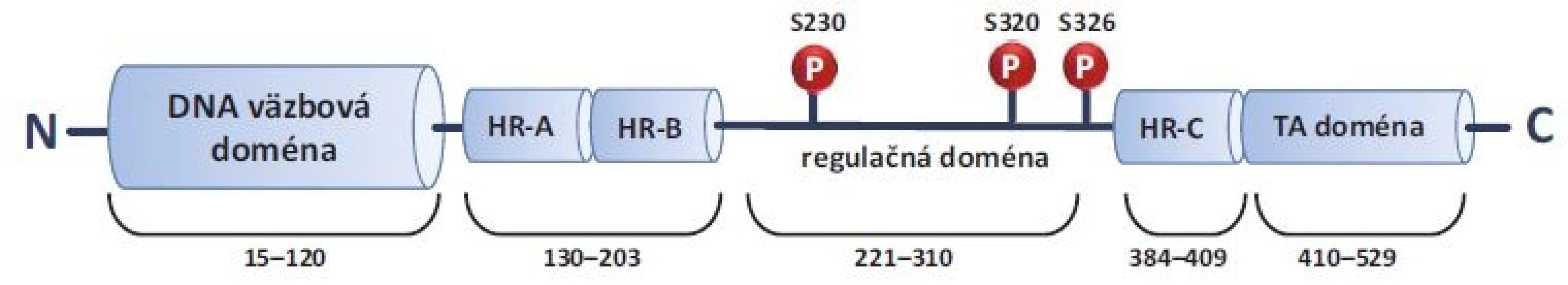 Štruktúra HSF1. HSF1 je proteín zložený zo 4 funkčných domén – DNA väzbová doména, trimerizačná doména, regulačná
doména a transaktivačná doména. Dĺžka ľudského HSF1 je 529 aminokyselín. P (S230, S320, S326) znázorňujú 3 najlepšie popísané
fosforylácie, spojené s aktiváciou HSF1.
